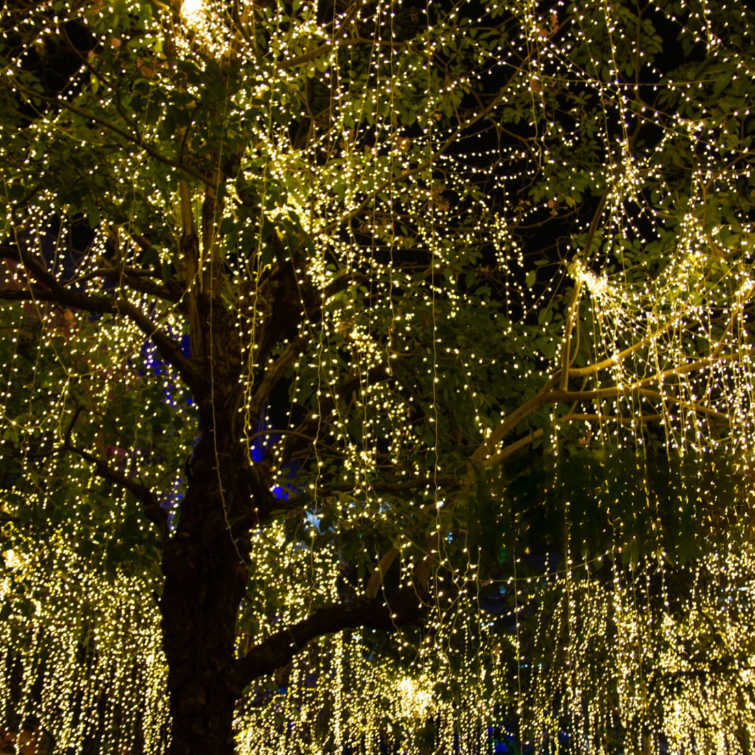 Solar Garden Lights For Trees